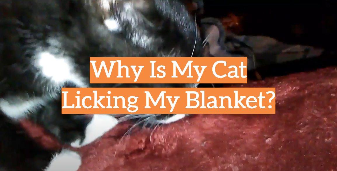 Why Is My Cat Licking My Blanket?