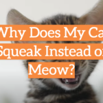 Why Does My Cat Squeak Instead of Meow?