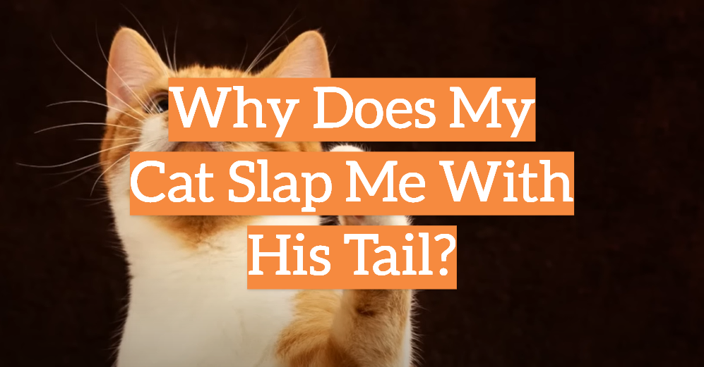 Why Does My Cat Slap Me With His Tail?