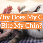 Why Does My Cat Bite My Chin?