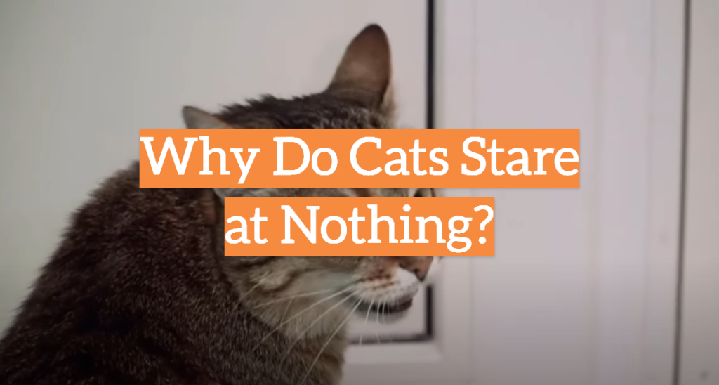 Why Do Cats Stare at Nothing? KittenWiki