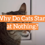 Why Do Cats Stare at Nothing?