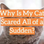 Why Is My Cat Scared All of a Sudden?