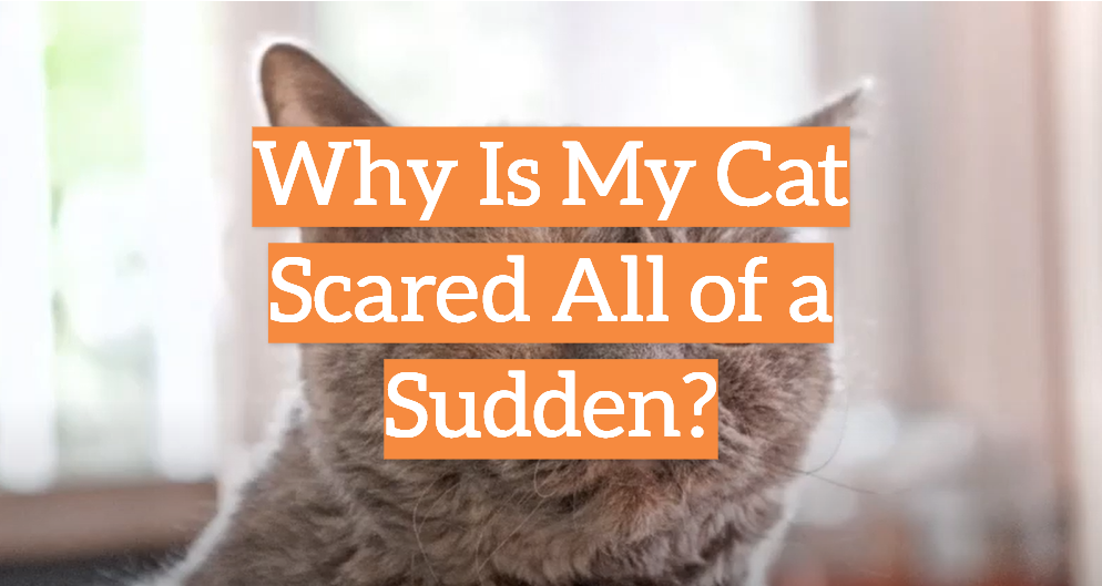 Why Is My Cat Scared All of a Sudden?