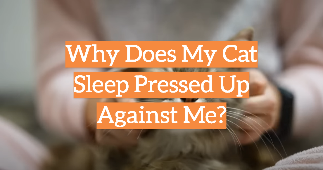 Why Does My Cat Sleep Pressed Up Against Me?