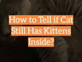 How to Tell if Cat Still Has Kittens Inside?