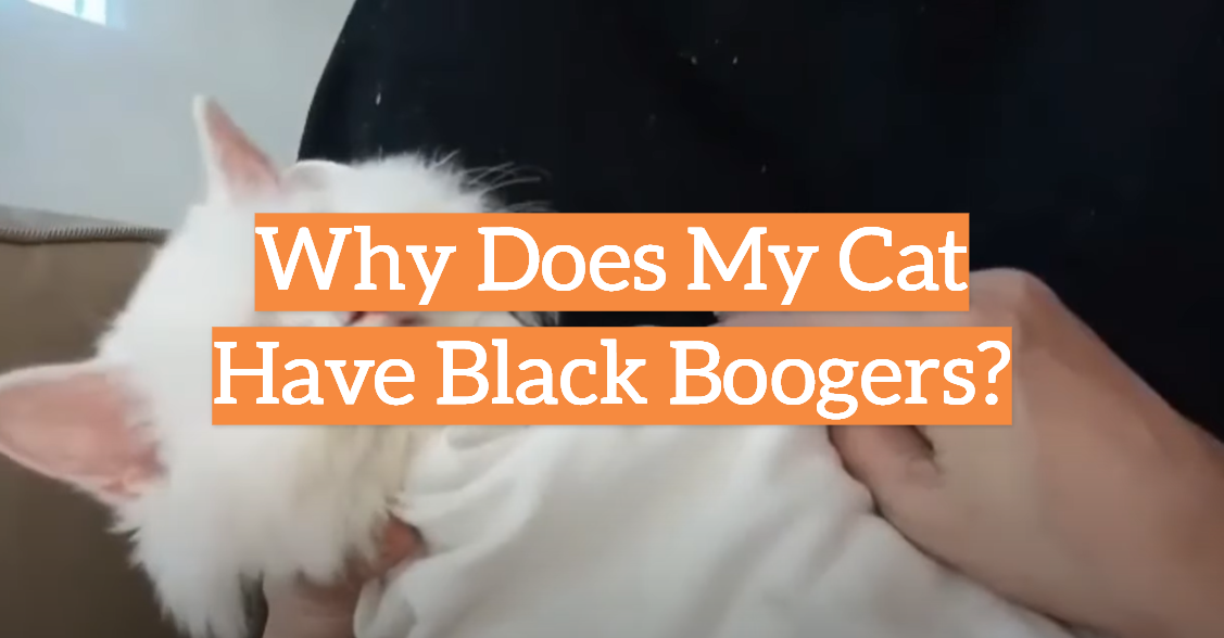 Why Does My Cat Have Black Boogers?