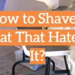 How to Shave a Cat That Hates It?