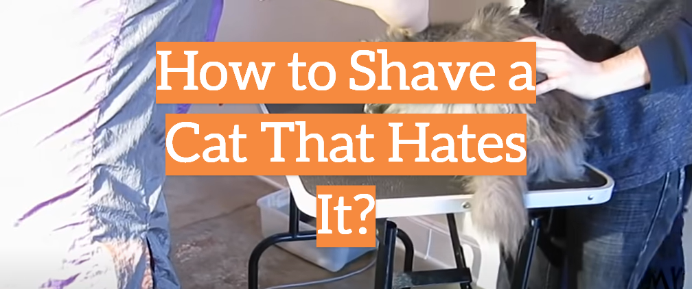 How to Shave a Cat That Hates It?