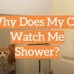 Why Does My Cat Watch Me Shower?