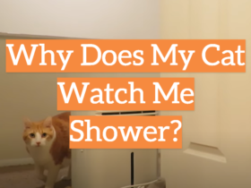 Why Does My Cat Watch Me Shower?