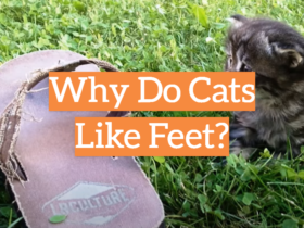 Why Do Cats Like Feet?