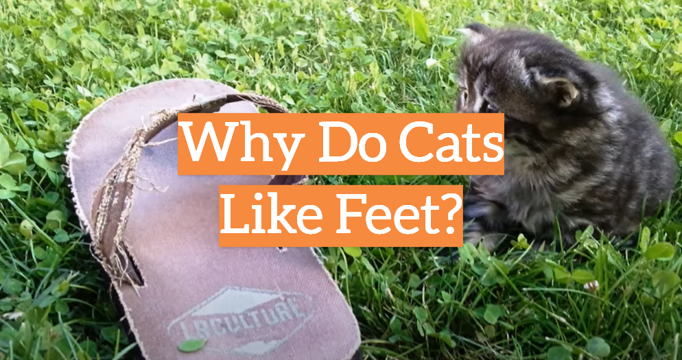 Why Do Cats Like Feet?