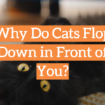 Why Do Cats Flop Down in Front of You?