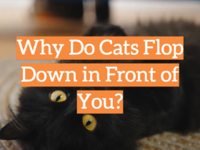 Why Do Cats Flop Down in Front of You?