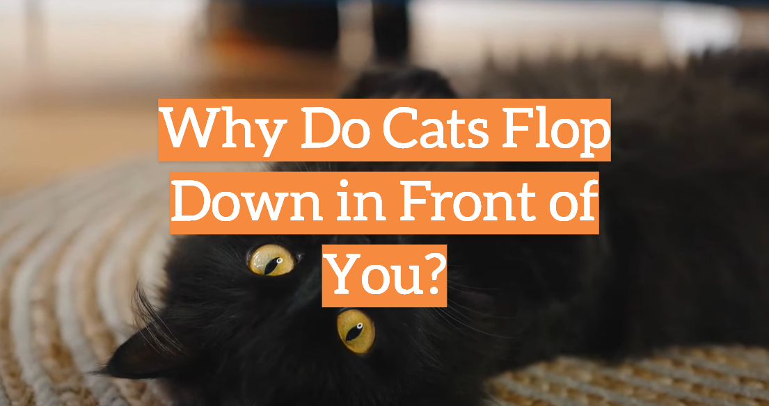 Why Do Cats Flop Down in Front of You?