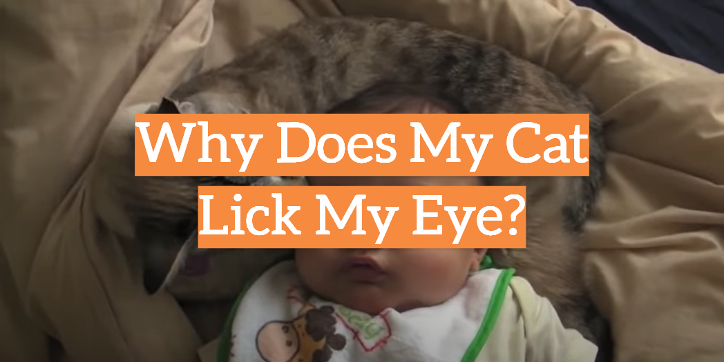 Why Does My Cat Lick My Eye?