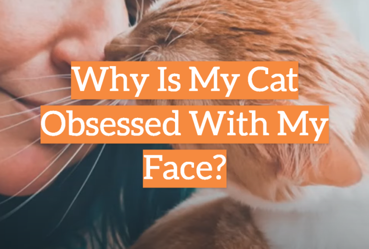 Why Is My Cat Obsessed With My Face?