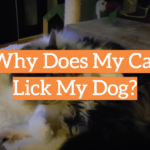 Why Does My Cat Lick My Dog?