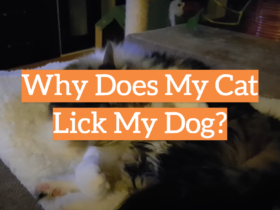 Why Does My Cat Lick My Dog?