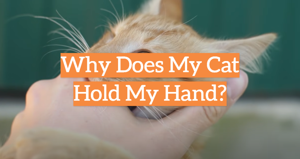 Why Does My Cat Hold My Hand? KittenWiki