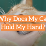 Why Does My Cat Hold My Hand?