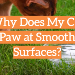 Why Does My Cat Paw at Smooth Surfaces?