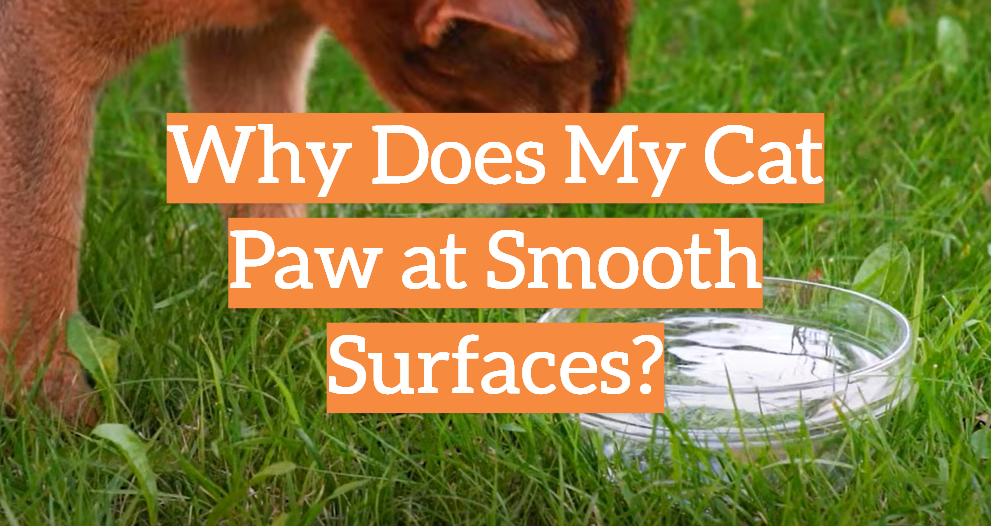 Why Does My Cat Paw at Smooth Surfaces?