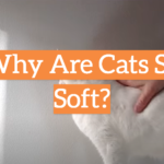 Why Are Cats So Soft?