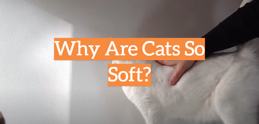 Why Are Cats So Soft?