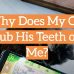 Why Does My Cat Rub His Teeth on Me?