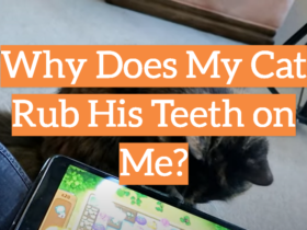 Why Does My Cat Rub His Teeth on Me?