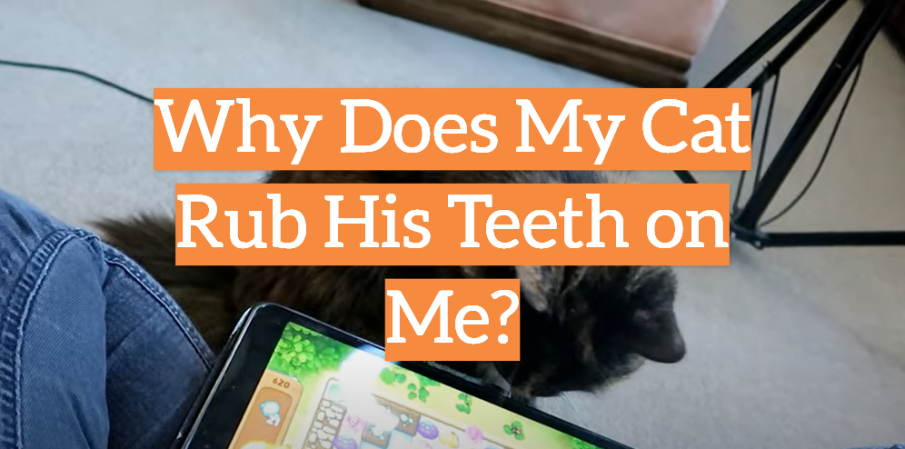 Why Does My Cat Rub His Teeth on Me?