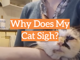 Why Does My Cat Sigh?