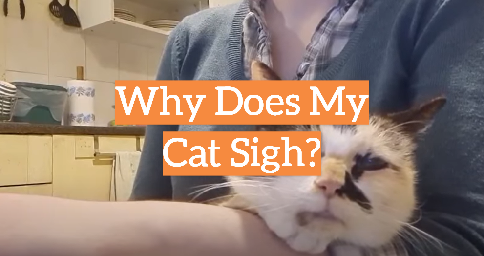 Why Does My Cat Sigh?