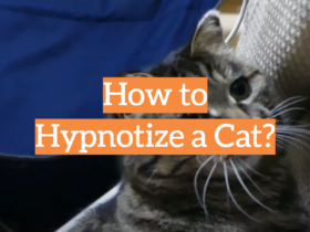 How to Hypnotize a Cat?