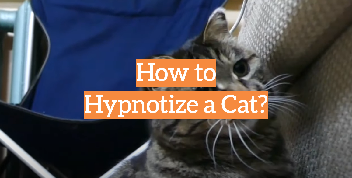 How to Hypnotize a Cat?