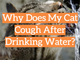 Why Does My Cat Cough After Drinking Water?