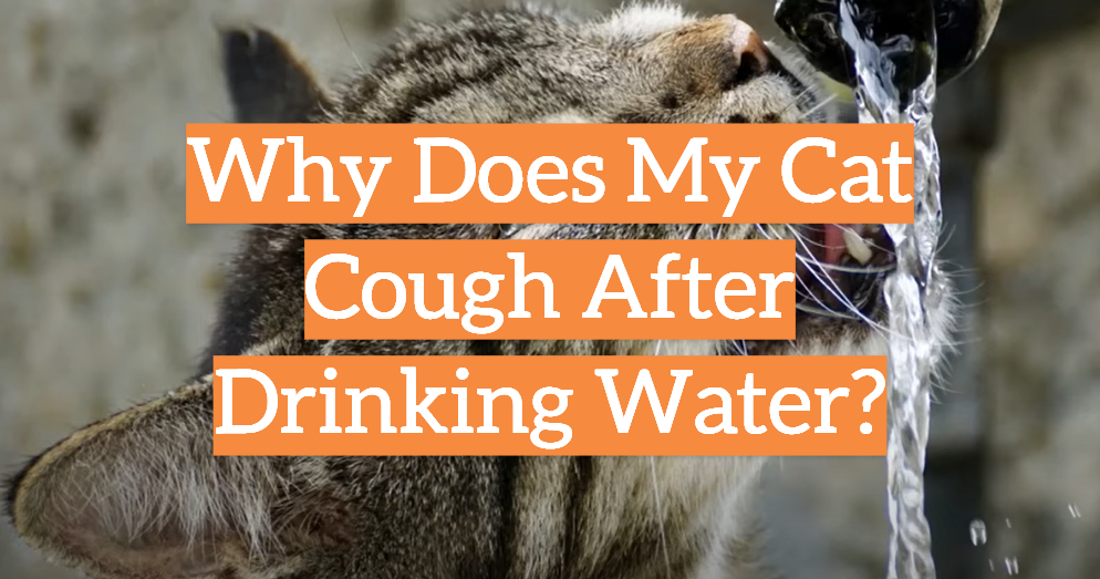 Why Does My Cat Cough After Drinking Water?