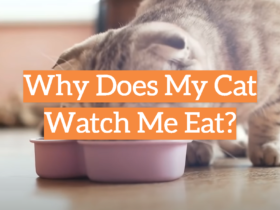 Why Does My Cat Watch Me Eat?