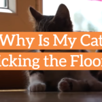 Why Is My Cat Licking the Floor?