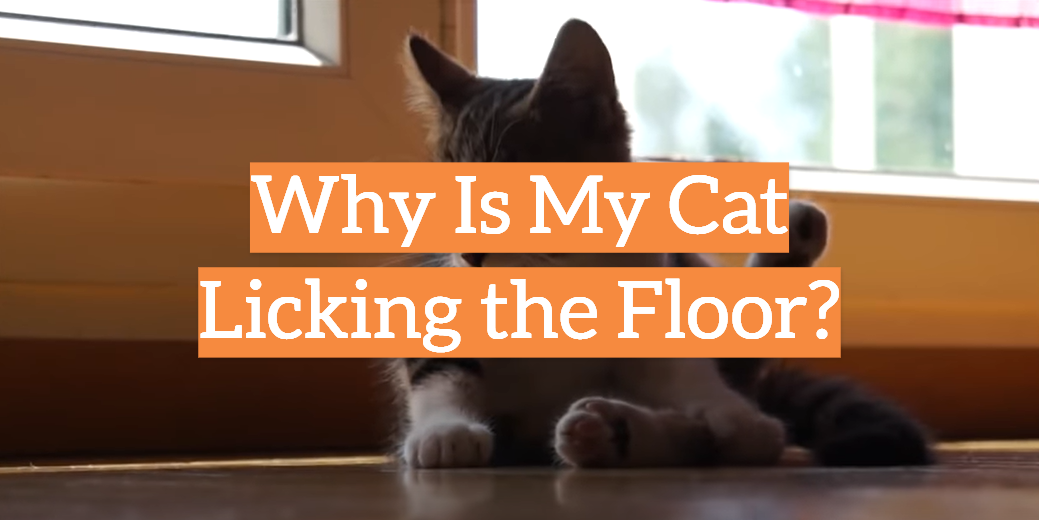 Why Is My Cat Licking the Floor?