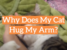 Why Does My Cat Hug My Arm?