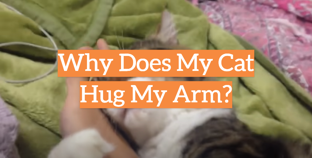 Why Does My Cat Hug My Arm?