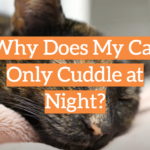 Why Does My Cat Only Cuddle at Night?