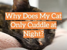 Why Does My Cat Only Cuddle at Night?