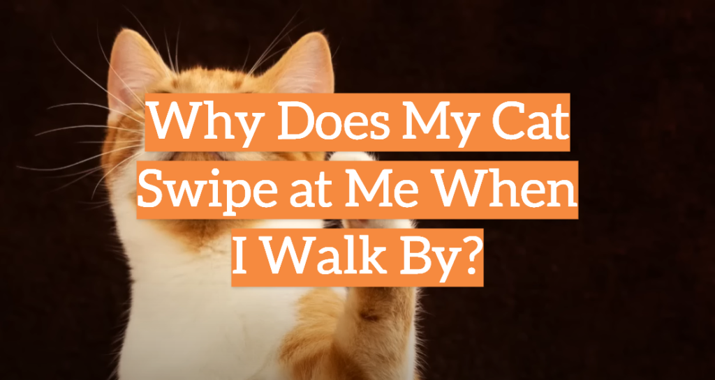 Why Does My Cat Swipe at Me When I Walk By? KittenWiki