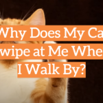 Why Does My Cat Swipe at Me When I Walk By?