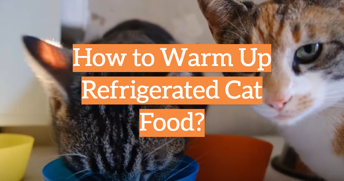 How to Warm Up Refrigerated Cat Food?