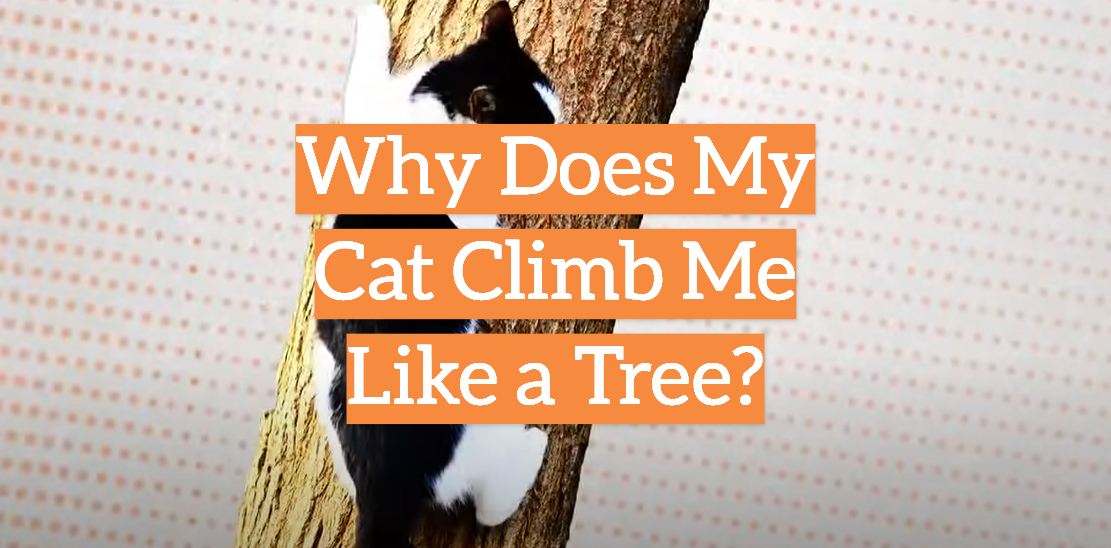 Why Does My Cat Climb Me Like a Tree?